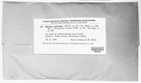 Stereum hirsutum image
